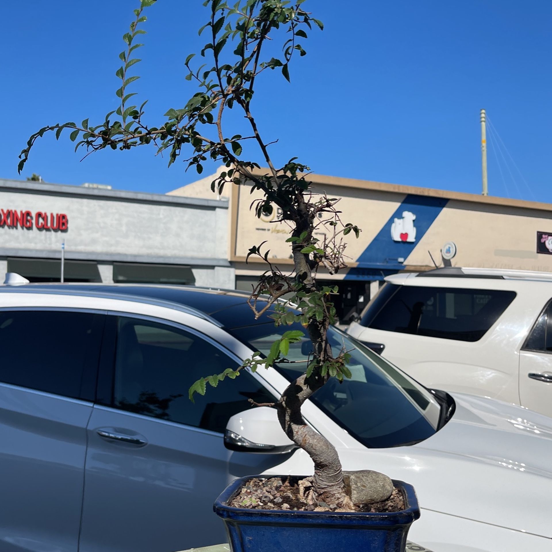Chinese Elm Bonsai Tree 28 Years Old Come With A Blue Pot