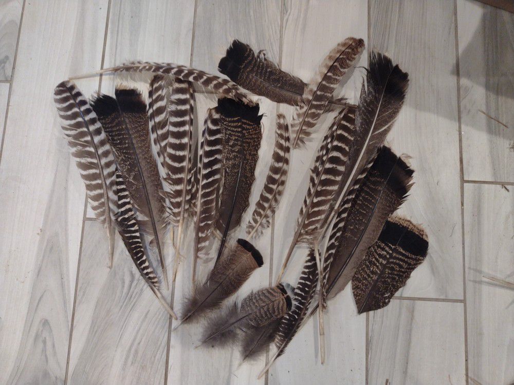 Narragansett Turkey Feathers Fresh From Our Farm
