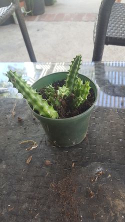 succulenta o captus