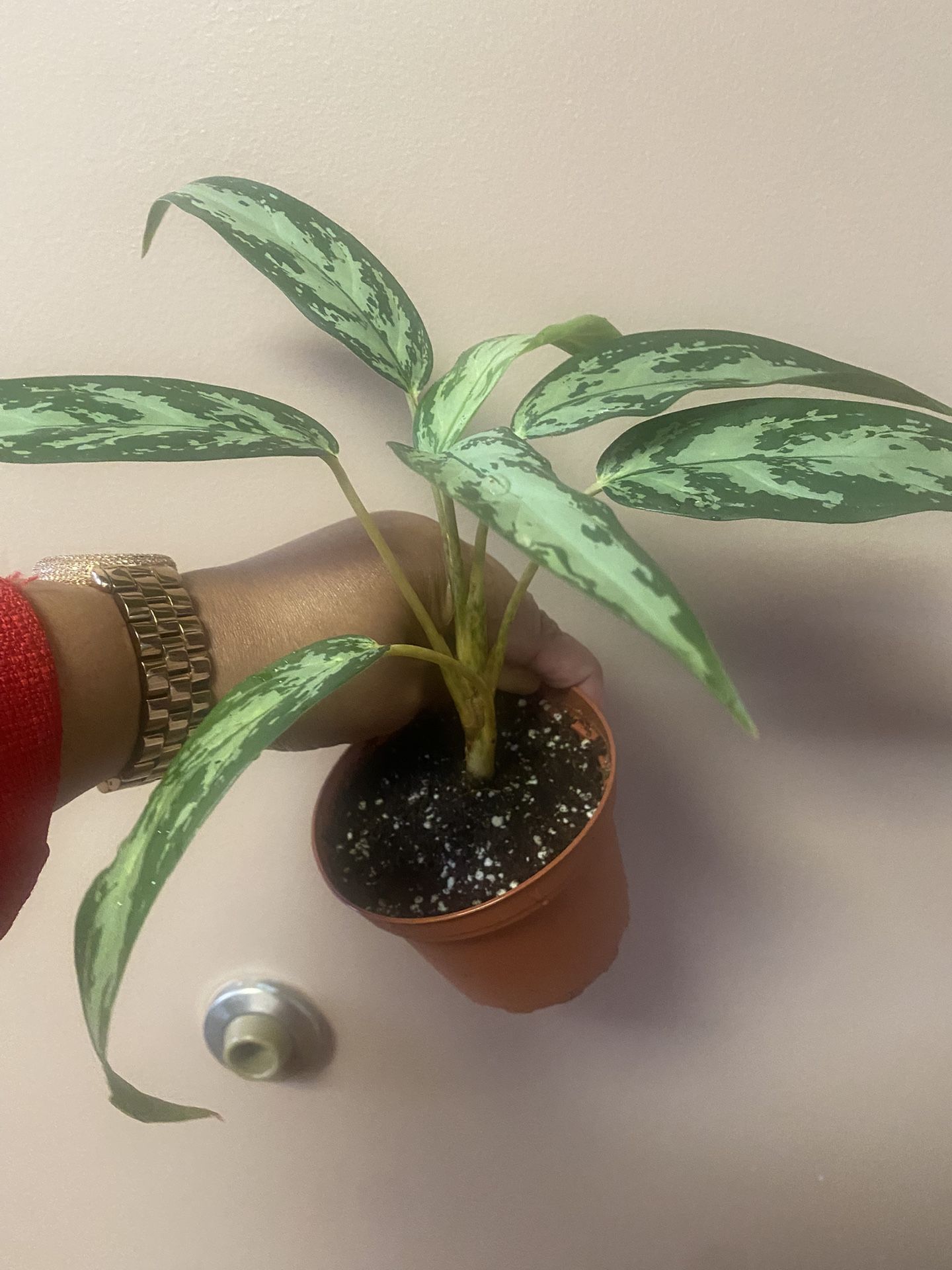 Aglaonema Chinese Evergreen plant ( silver queen) in 4” pot