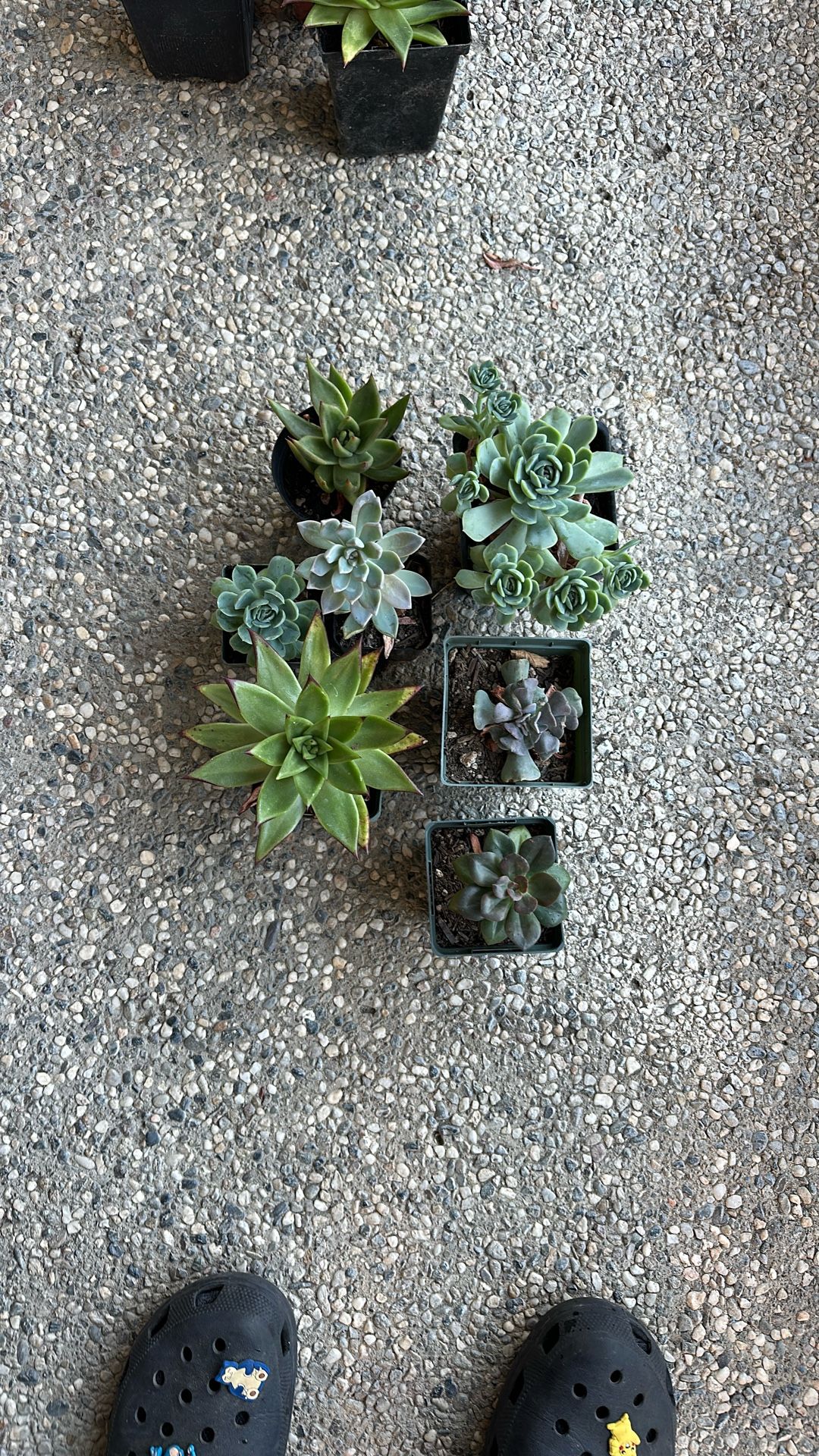 Succulent Starter Pack #1