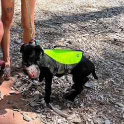Small Dog Reflective Life Jacket Vest