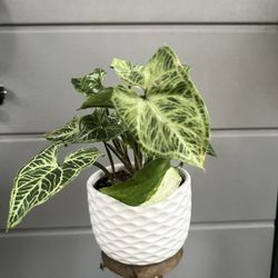 Syngonium Plant