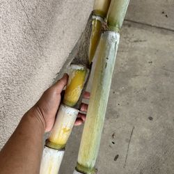 Freshly cut organic sugarcane 
