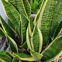 Snake Plant $17 CASH ONLY