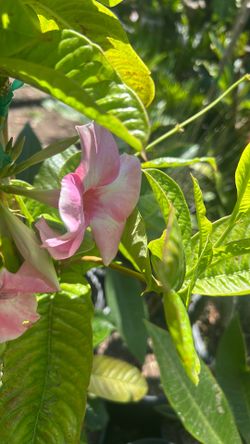 Mandevilla tropical