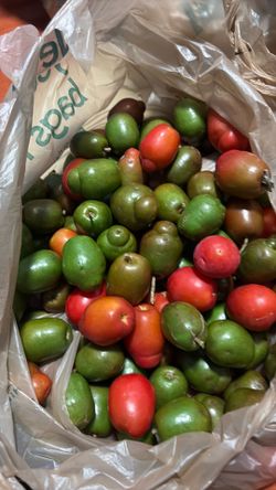 Jocotes ciruelas