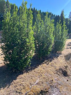yew trees