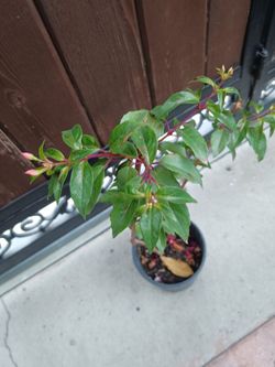 Fuchsia plant or aretes purple and pink