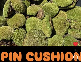 Terrarium Moss Bioactive Fern Moss Mood Moss Sheet Moss Pincushion Moss