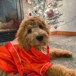 Dog Valentines Robe