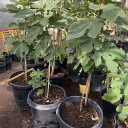 Black Mission Fig Trees In 15 Gallon And 5G 4 1/2 F And 3FDel Soil Parriba $65 And $35 Each Price Firm