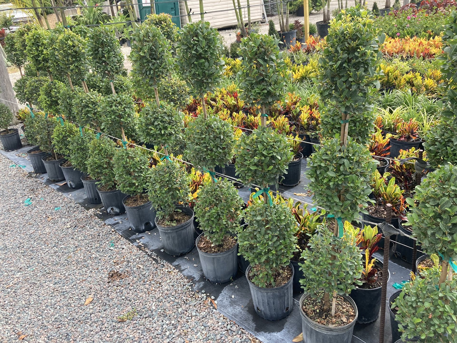 Variety Of Topiaries