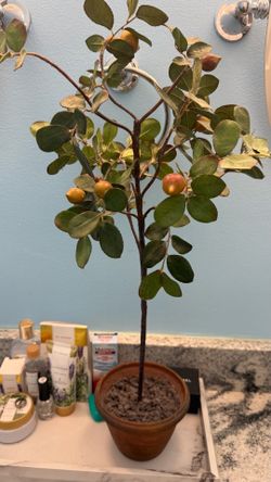 Artificial Potted Tree with Faux Fruit check more pictures