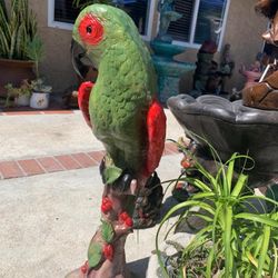 Parrot For Sale 