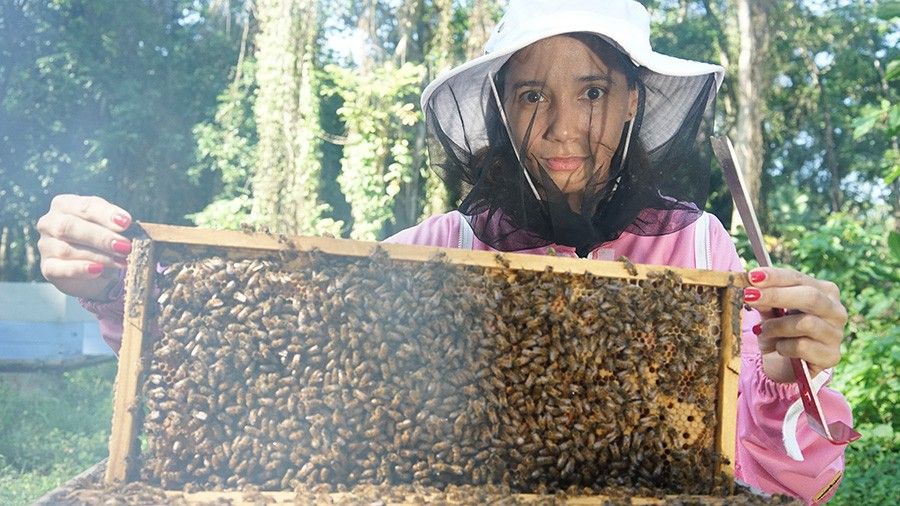 Honey Bee Hives