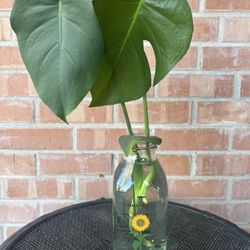 🌱 Monstera Deliciosa Cutting — Water Prop
