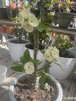 Corona De Cristo
