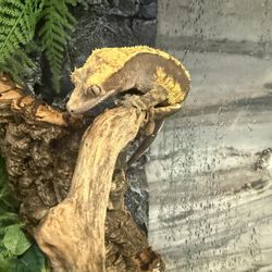 Crested Gecko With Tank 