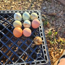 Eggs