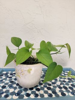 Plant In Ceramic Pot