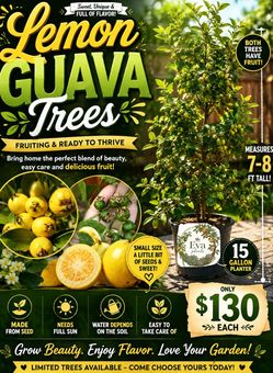 Lemon guava trees