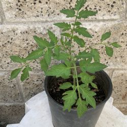 Healthy Black Krim Tomato Plant 