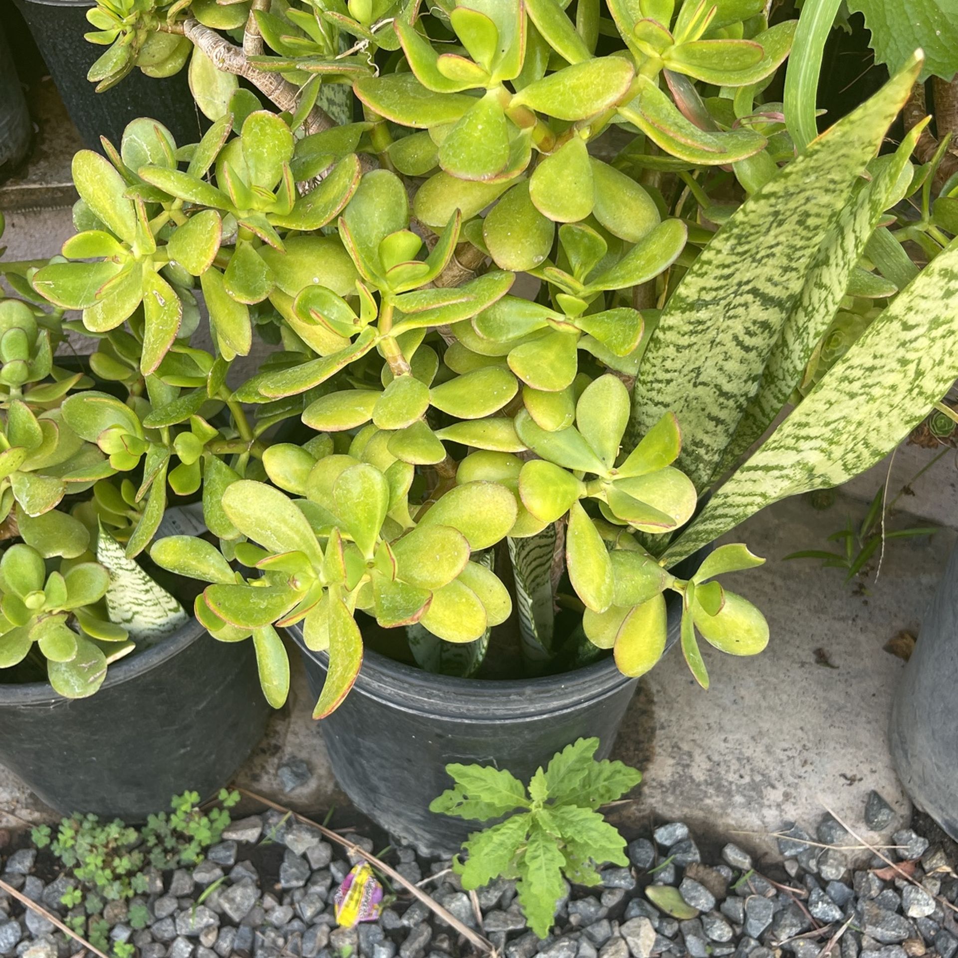 Planta De Lengua De Suegra Y Jade Bote De 5 Galones