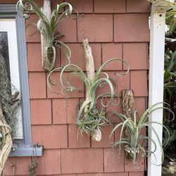 Giant Curly Slim Airplants Mounted On Driftwood 