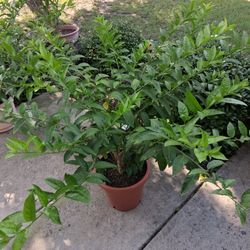 Large Night Blooming ( Raat Ki Raani) Live Plant