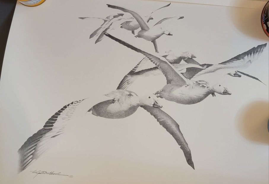 Snow Geese