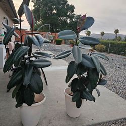 Rubber Plant 2
