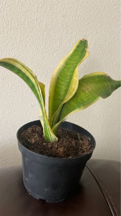 Snake plant real