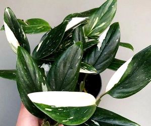 Rare Aroid Monstera standleyana  Albo Variegata Plant/ indoor plant/ house Plant/ flower patio garden
