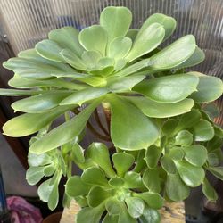 Aeonium Arboreum Plant