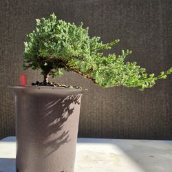 Old Juniper Nana Bonsai Tree