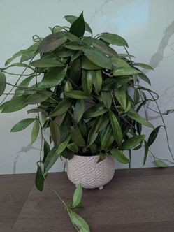PENDING. hoya pubicalyx splash