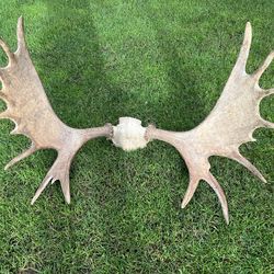Moose antlers