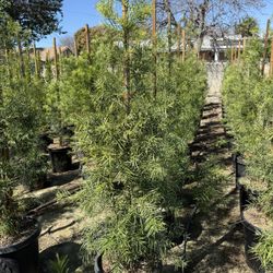 Fern Pine Privacy Hedge
