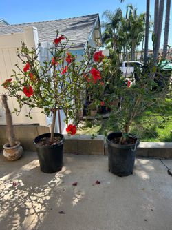 Hibiscus 🌺 plants