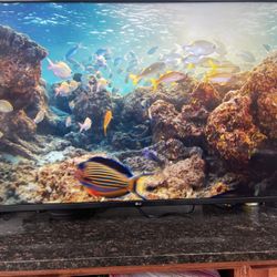 LG Smart TV (55”)