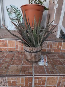 Aloe Vera
