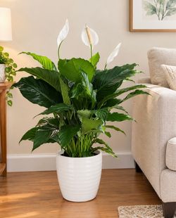 Peace Lilly