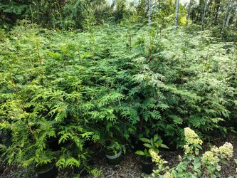 4 To 5 Feet Thuja Green Giants