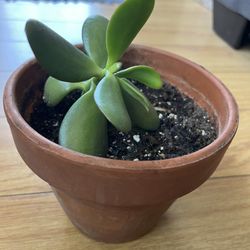 Jade Plant (from Cutting)