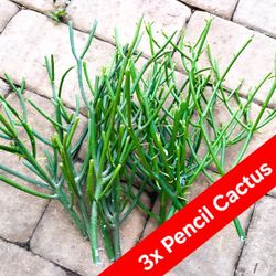 3x Pencil Cactus Cuttings (1-2' ft.) 🌵