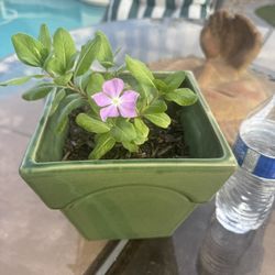 Vinca Plant In a Ceramic Pot!