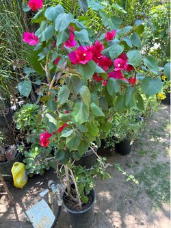 Plant