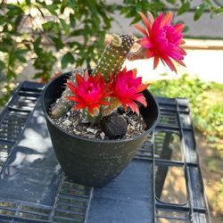 Cactus Rojo Fiusha