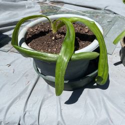 Amerillo Plant In Pot Decorative Green Plant Produces Red flowers 